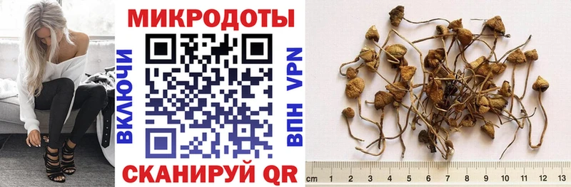 как найти   Кологрив  Псилоцибиновые грибы GOLDEN TEACHER 